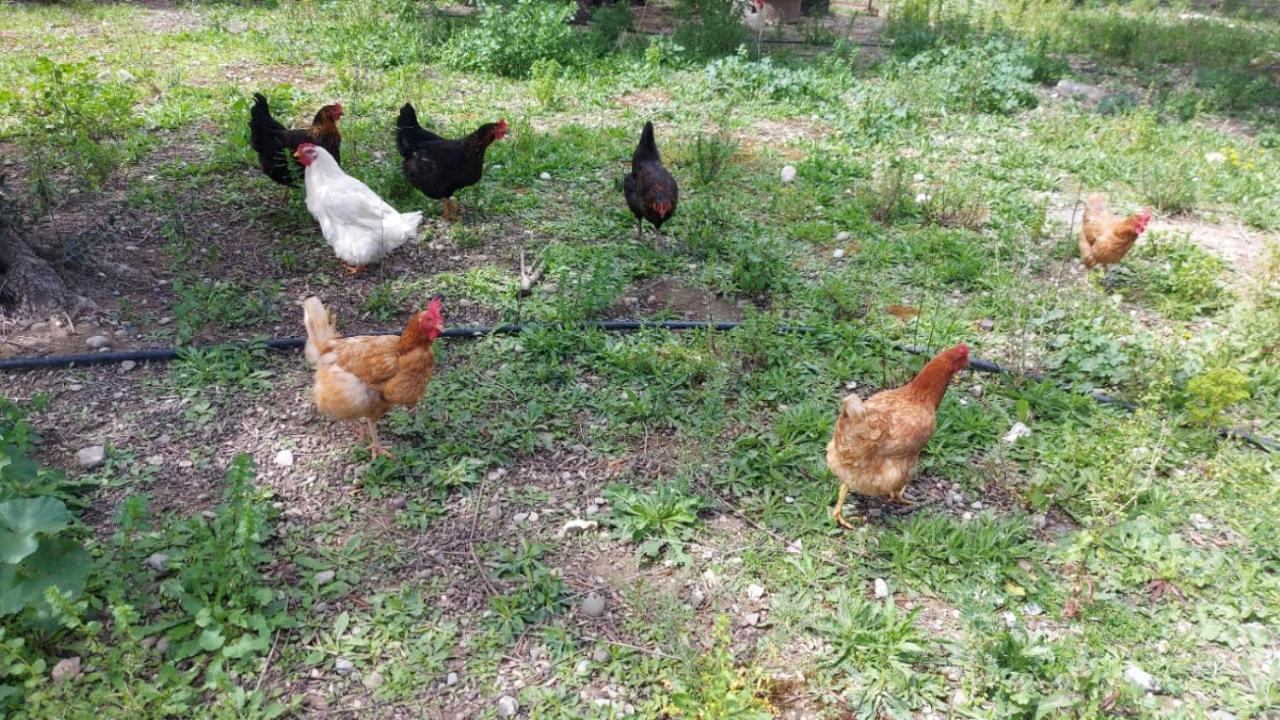 Agritourism Cottage Near Sitia エクステリア 写真