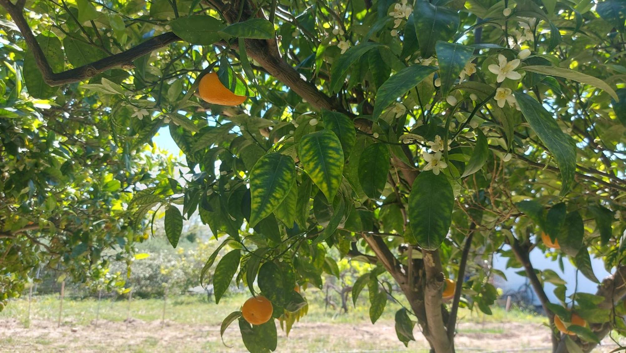 Agritourism Cottage Near Sitia エクステリア 写真