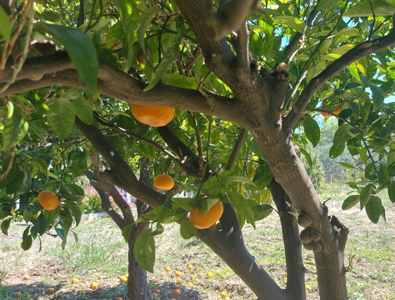 Agritourism Cottage Near Sitia エクステリア 写真
